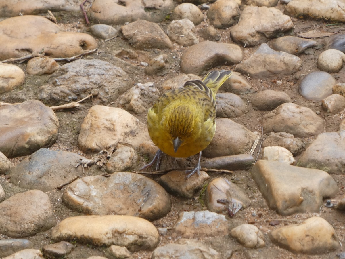 Saffron Finch - ML628255869