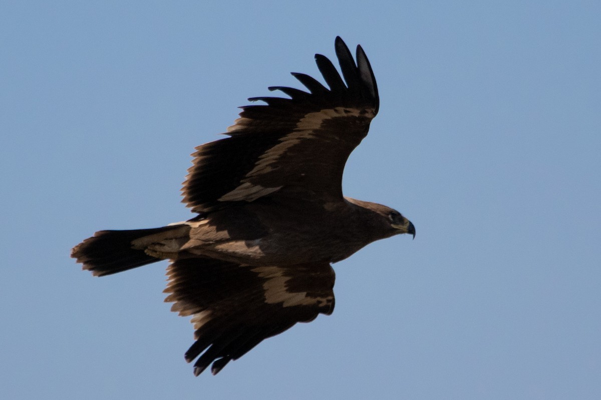 Тарважи бүргэд - ML628255962