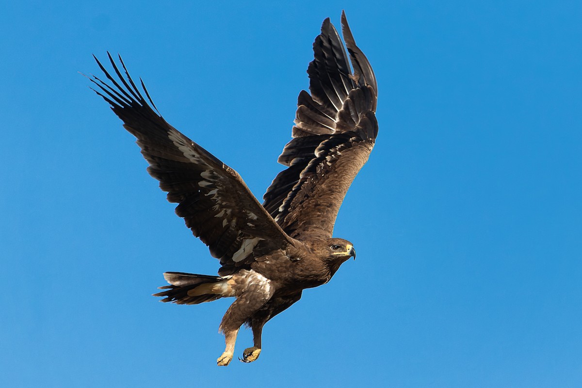 Тарважи бүргэд - ML628255963