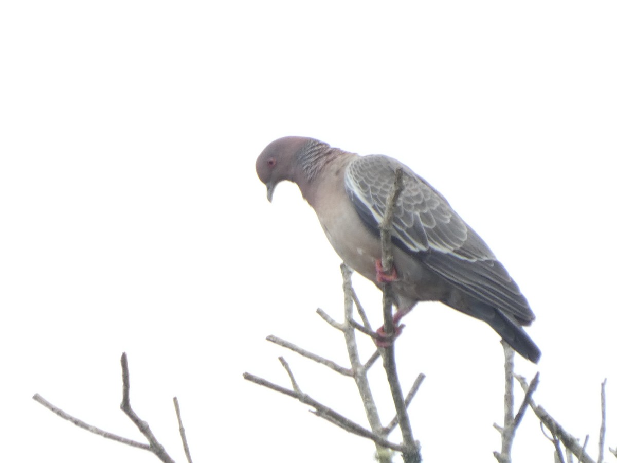 Picazuro Pigeon - ML628255994