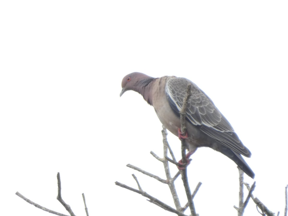Picazuro Pigeon - ML628255995
