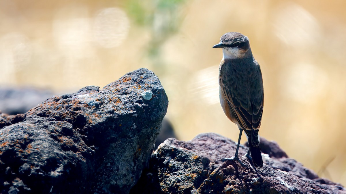 Rusty-breasted Wheatear - ML628256220