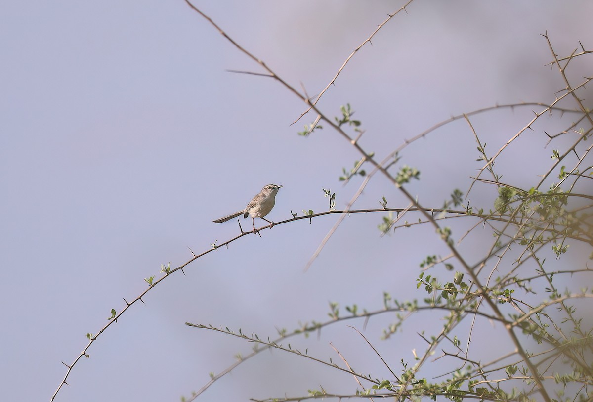 Pale Prinia - ML628256666