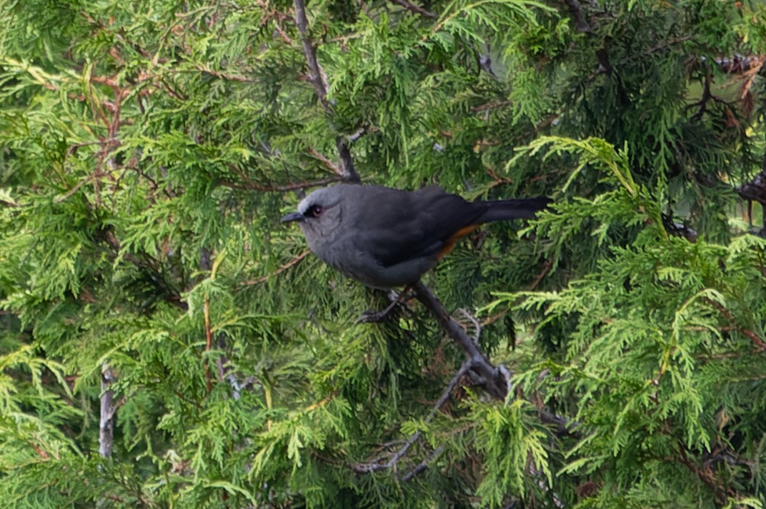 Abyssinian Catbird - ML628256983