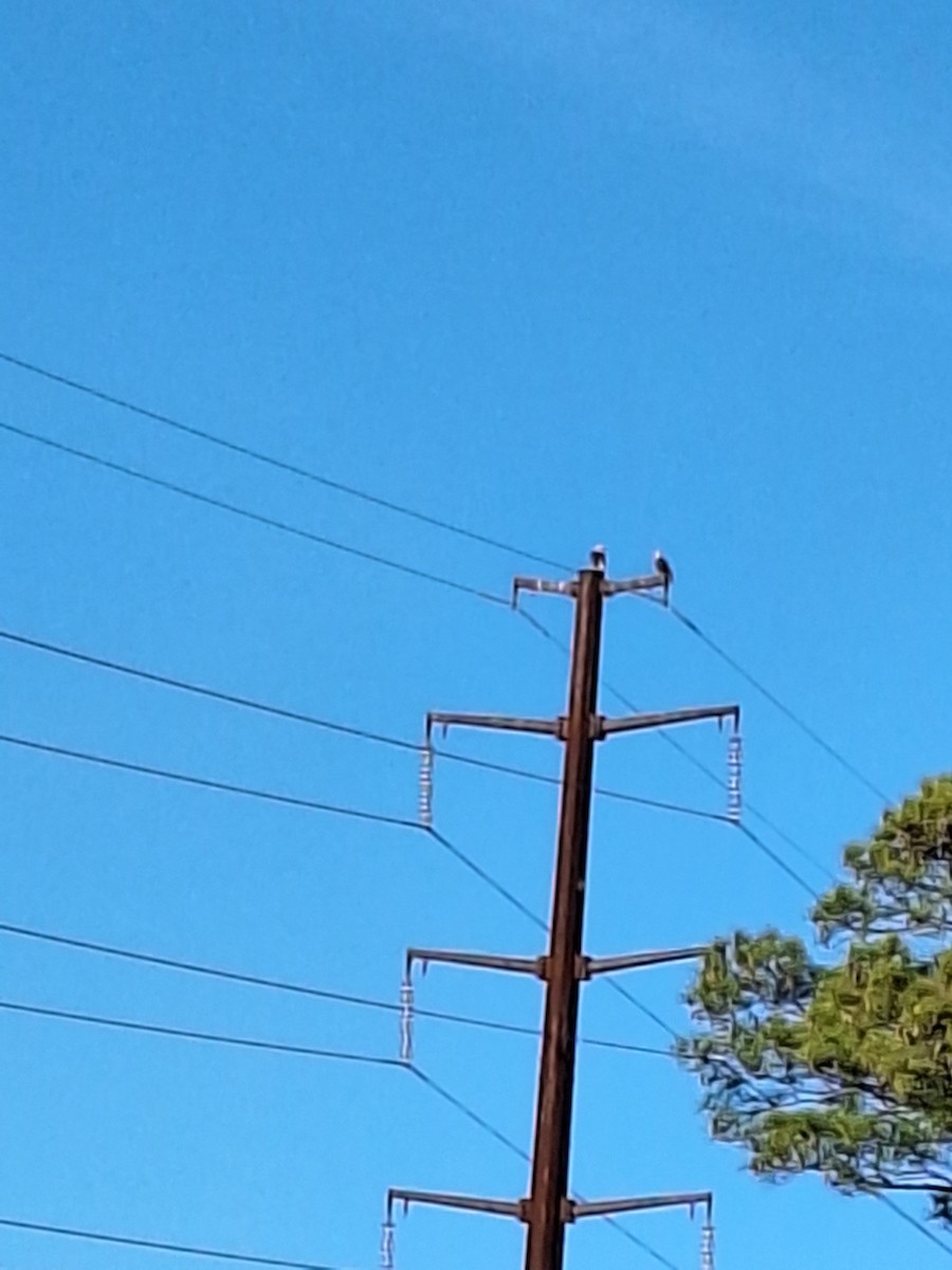 Bald Eagle - ML628256990