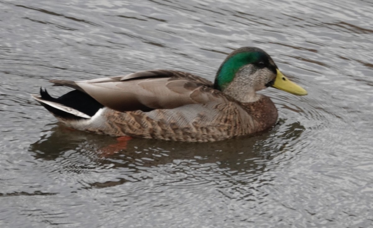 Mallard x American Black Duck (hybrid) - ML628257175