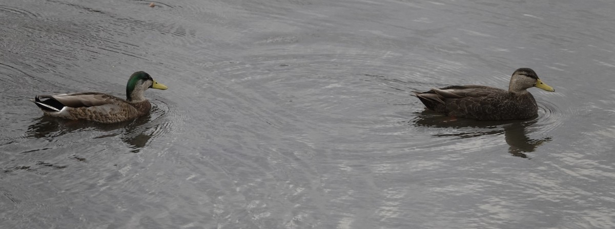 Mallard x American Black Duck (hybrid) - ML628257176