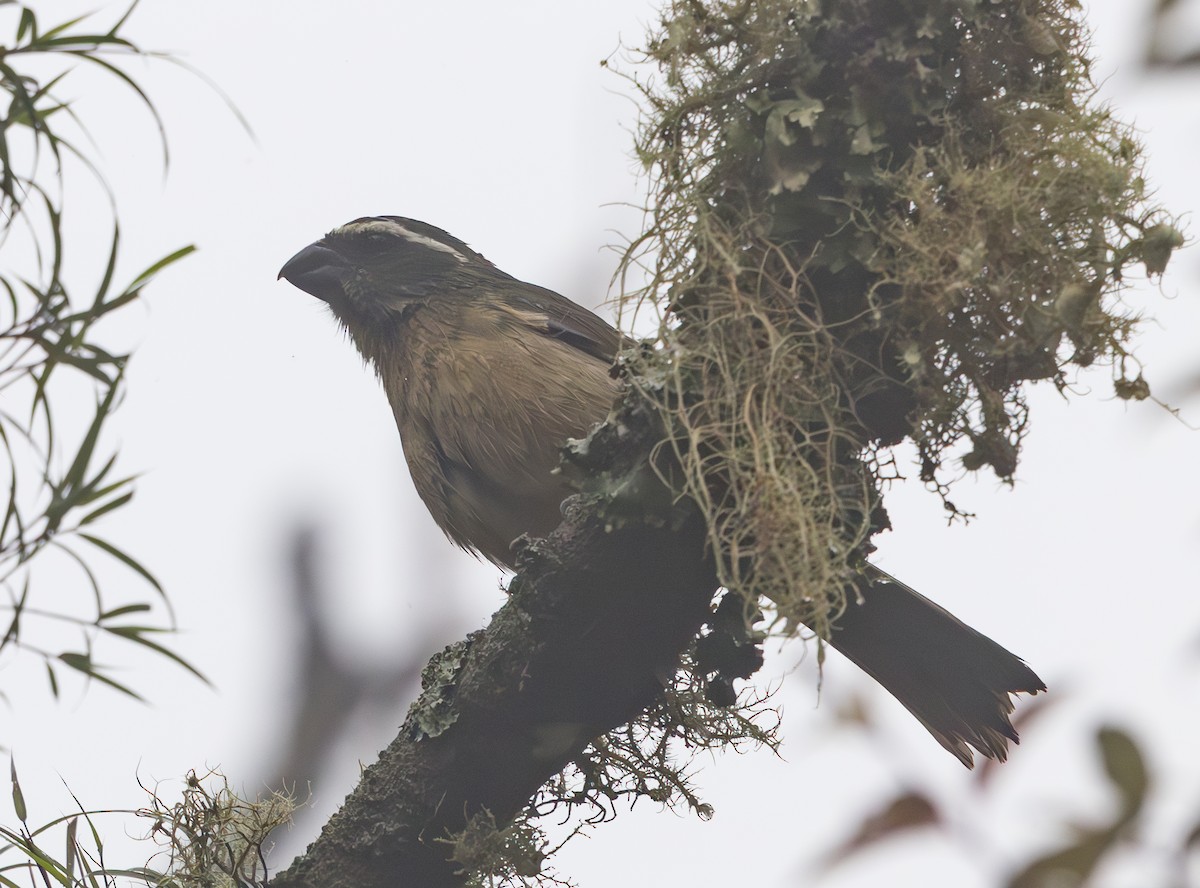 Thick-billed Saltator - ML628257198