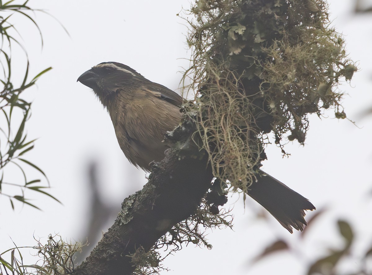 Thick-billed Saltator - ML628257199