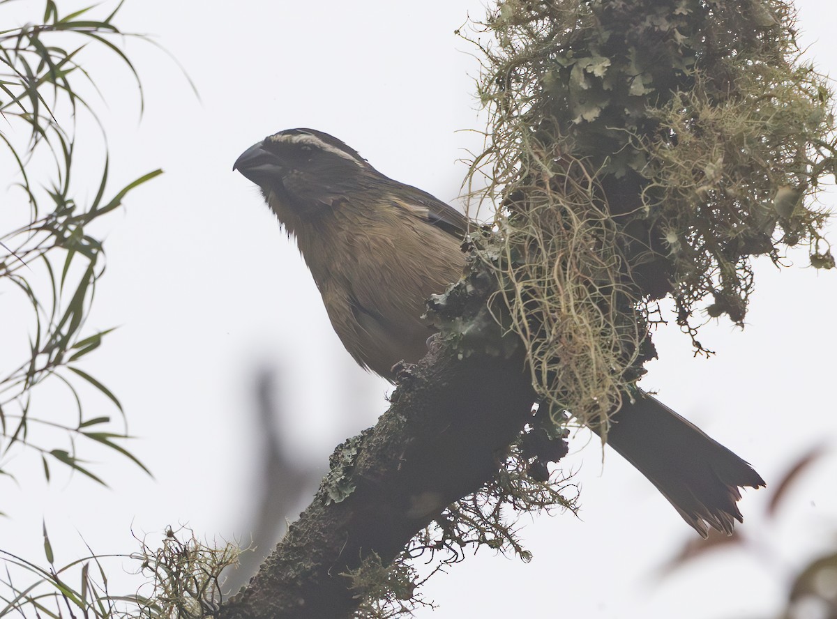 Thick-billed Saltator - ML628257201