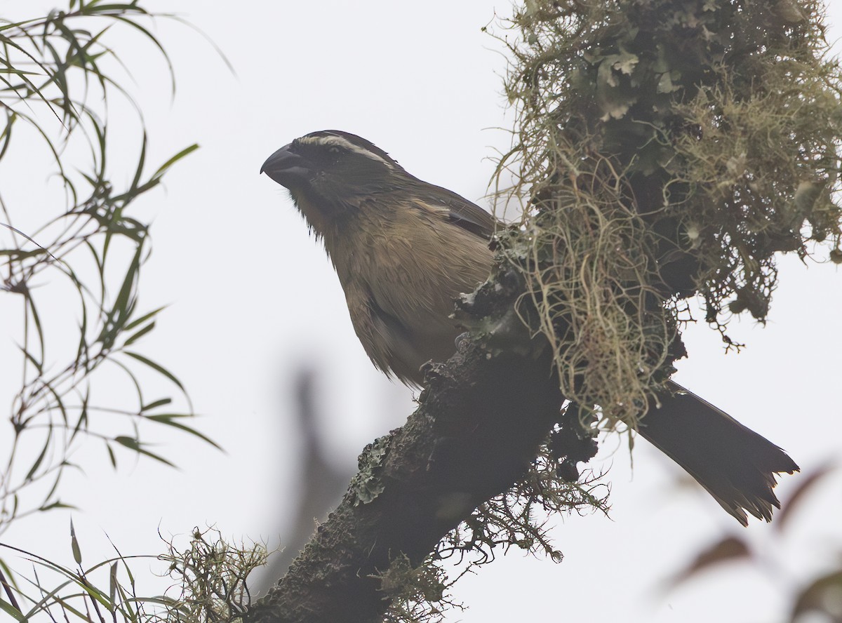 Thick-billed Saltator - ML628257203