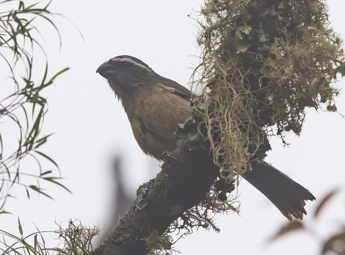 Thick-billed Saltator - ML628257204