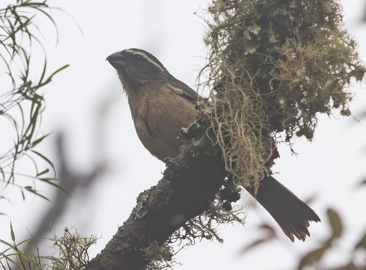 Thick-billed Saltator - ML628257205