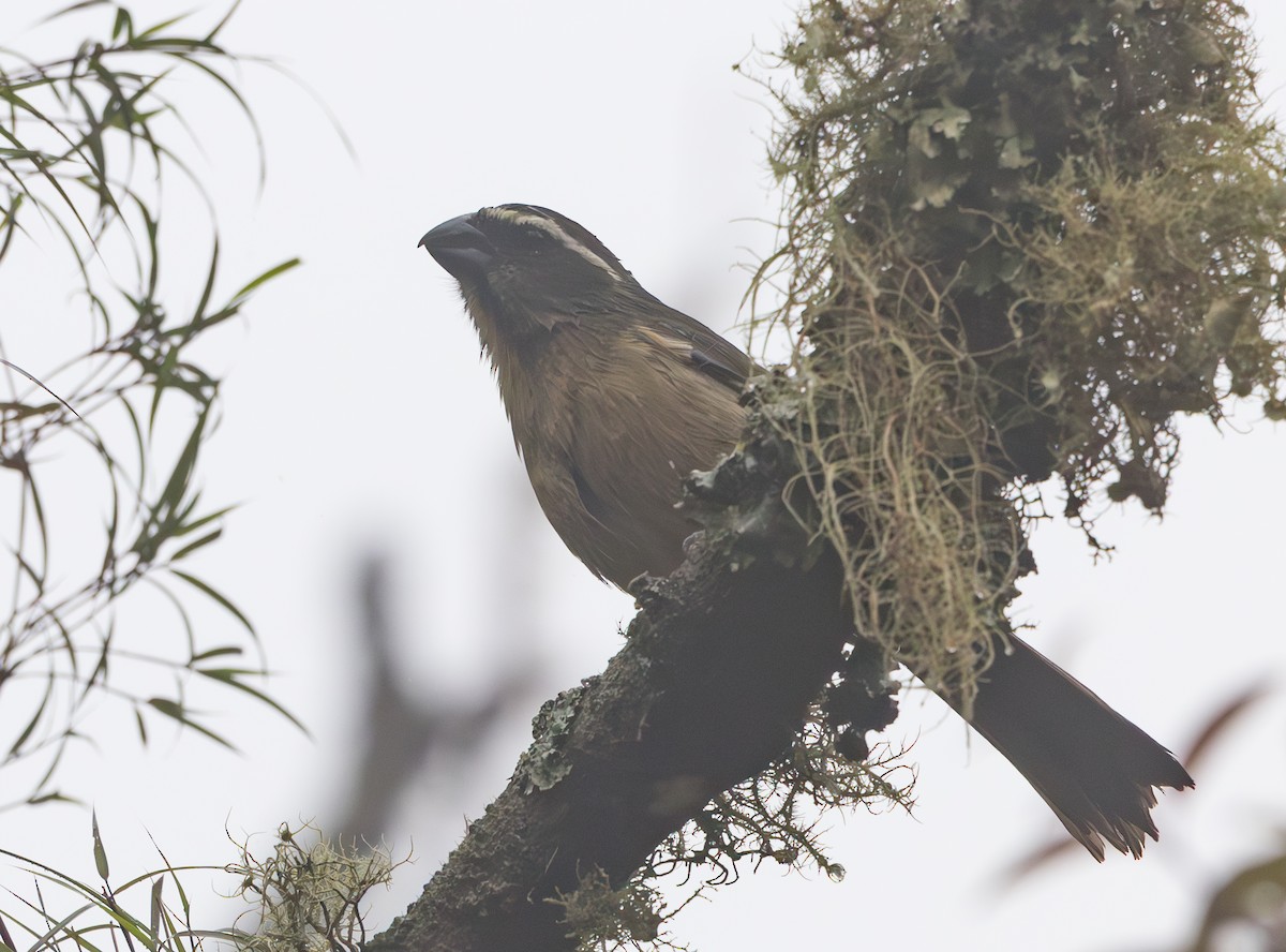 Thick-billed Saltator - ML628257206