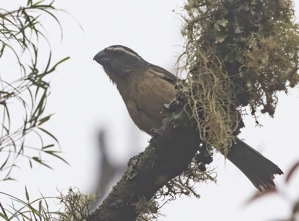 Thick-billed Saltator - ML628257207