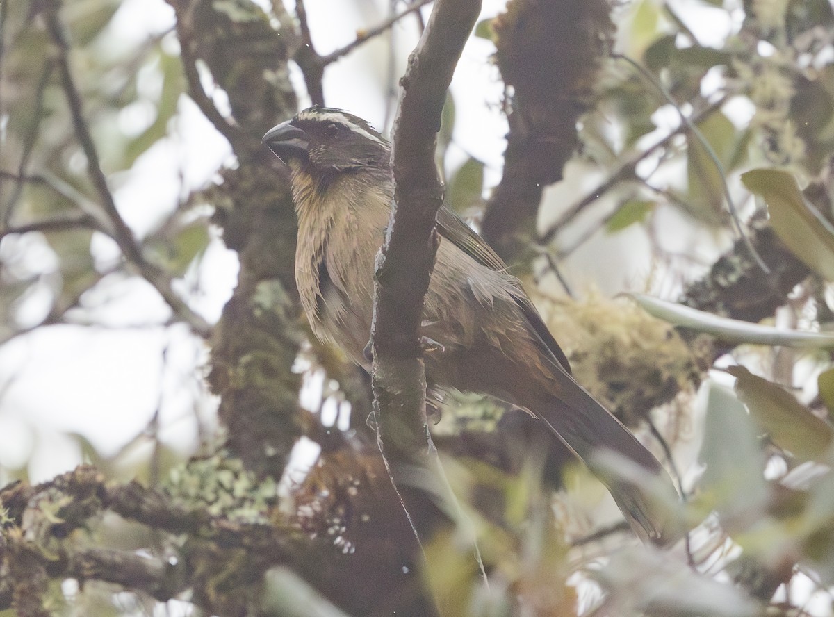 Thick-billed Saltator - ML628257211