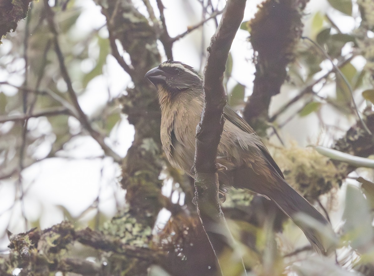 Thick-billed Saltator - ML628257213