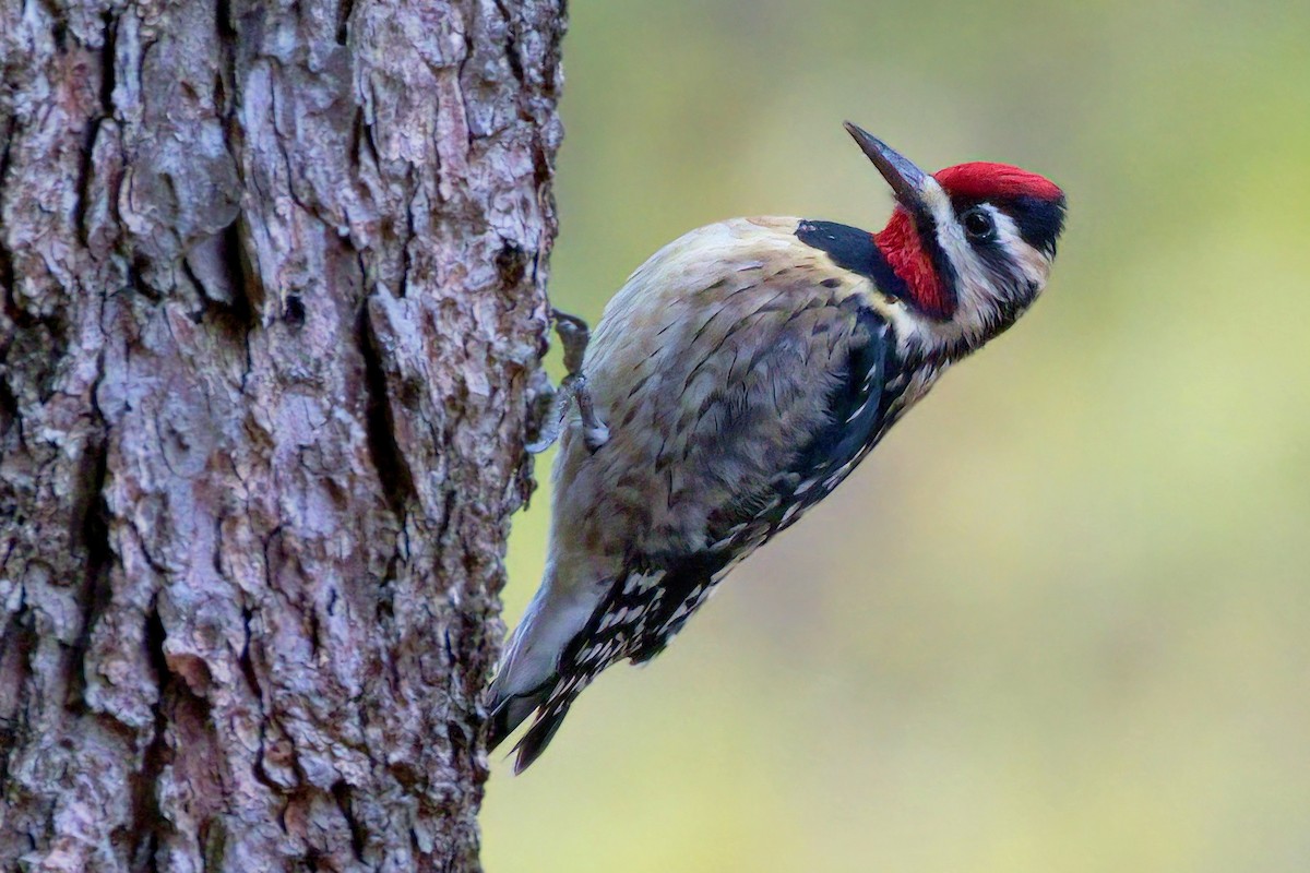 Yellow-bellied Sapsucker - ML628257227
