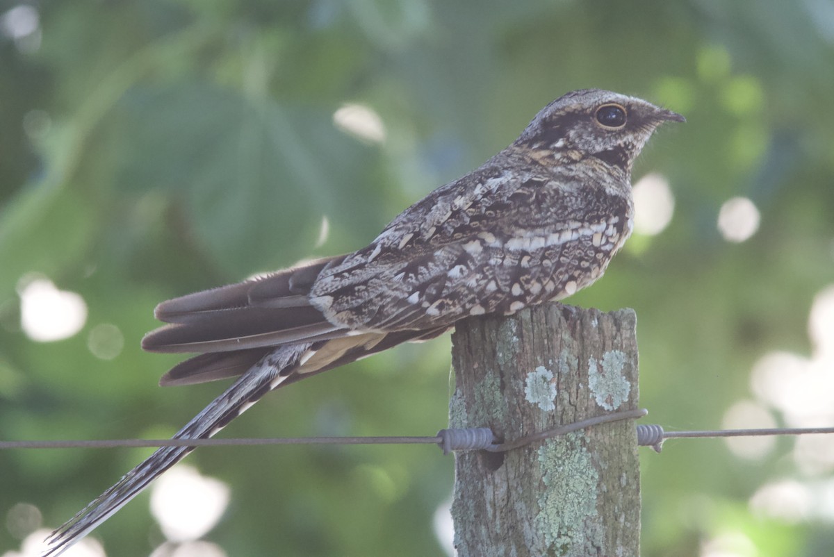 Scissor-tailed Nightjar - ML628257274