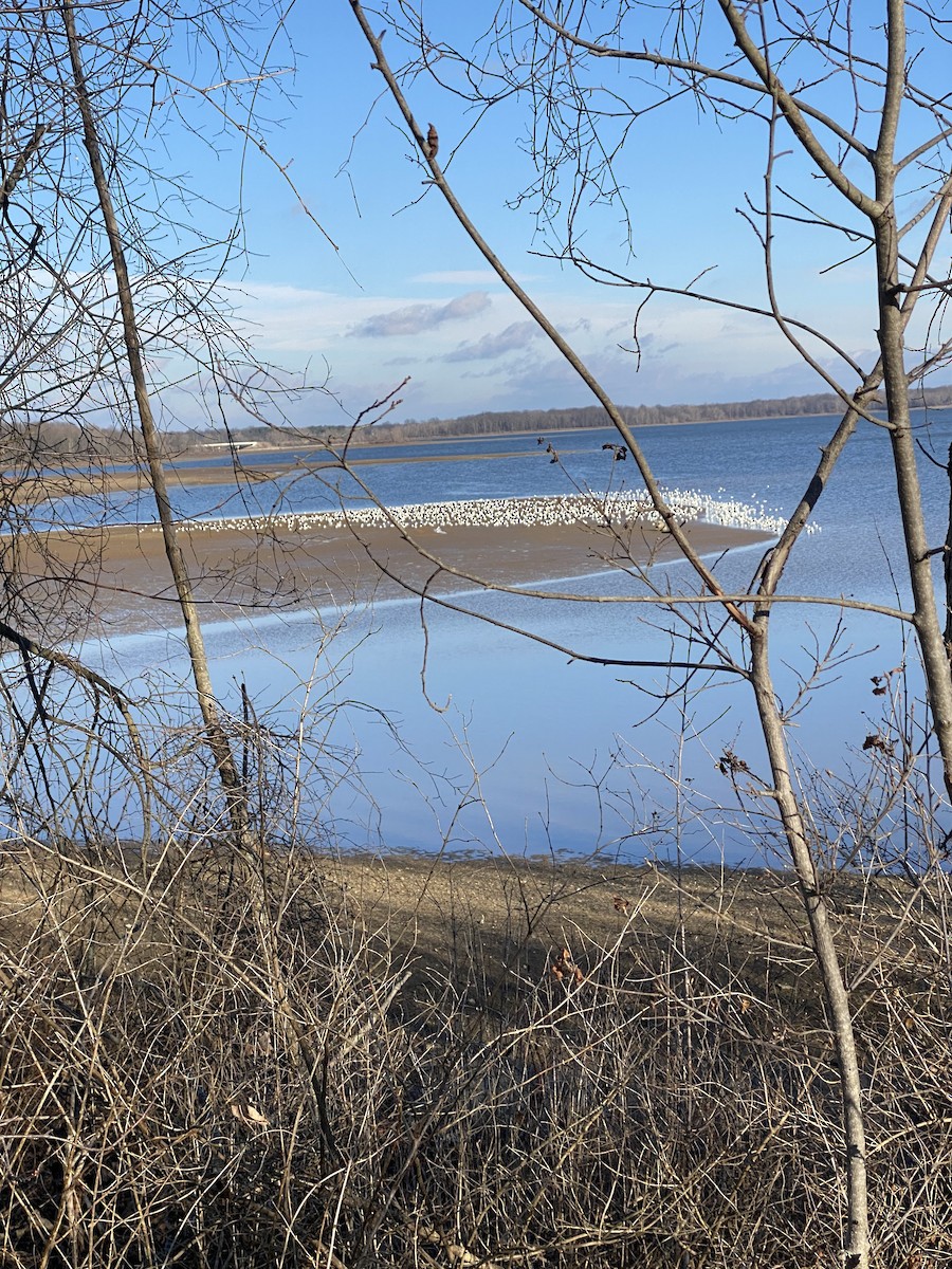 gull sp. - ML628257296