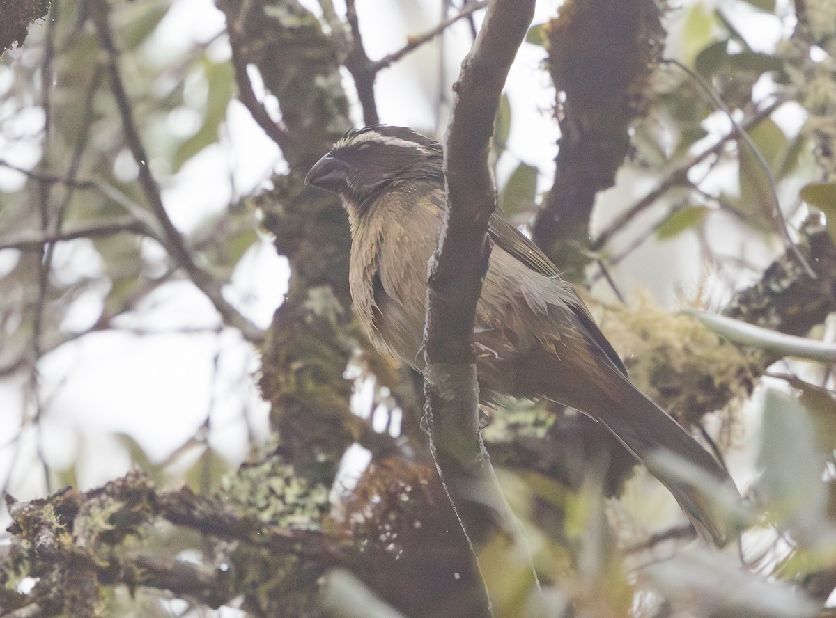 Thick-billed Saltator - ML628257334