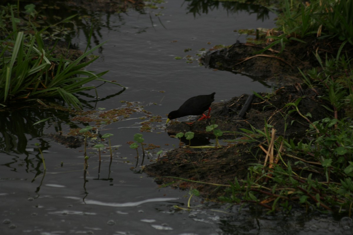 Black Crake - ML628257357