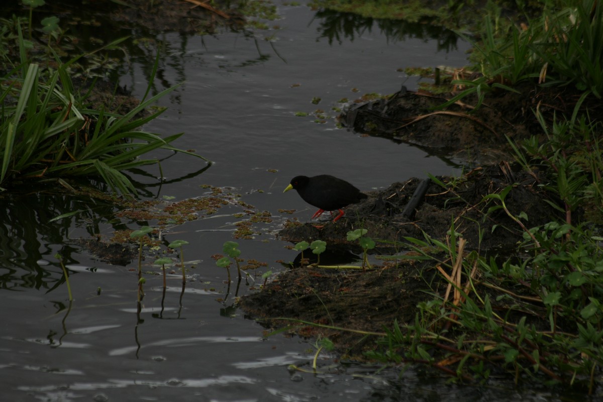 Black Crake - ML628257358