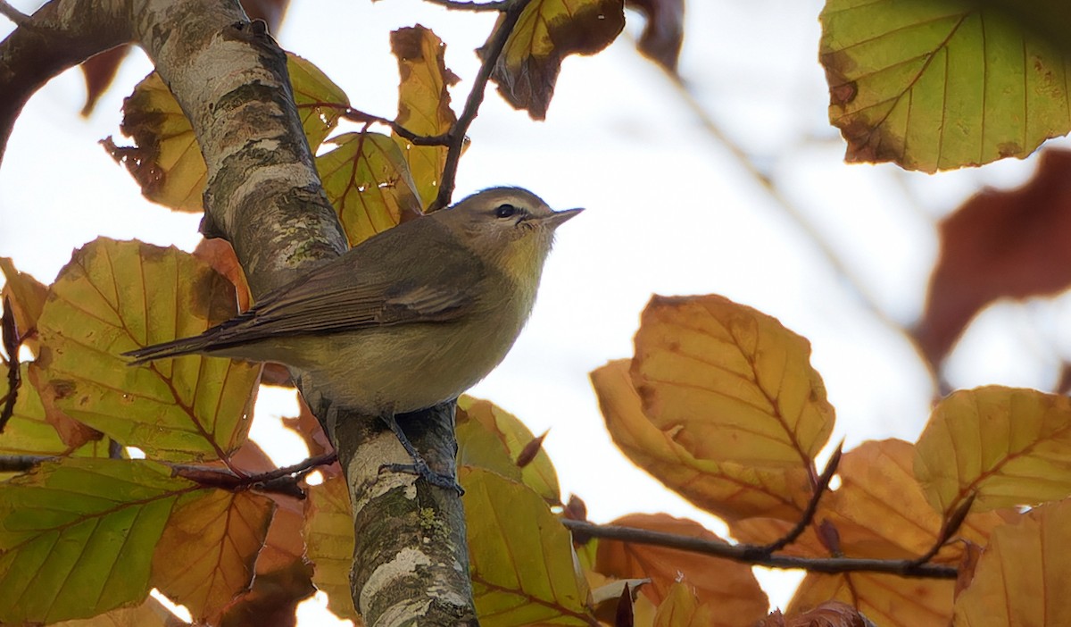 Philadelphia Vireo - ML628257373