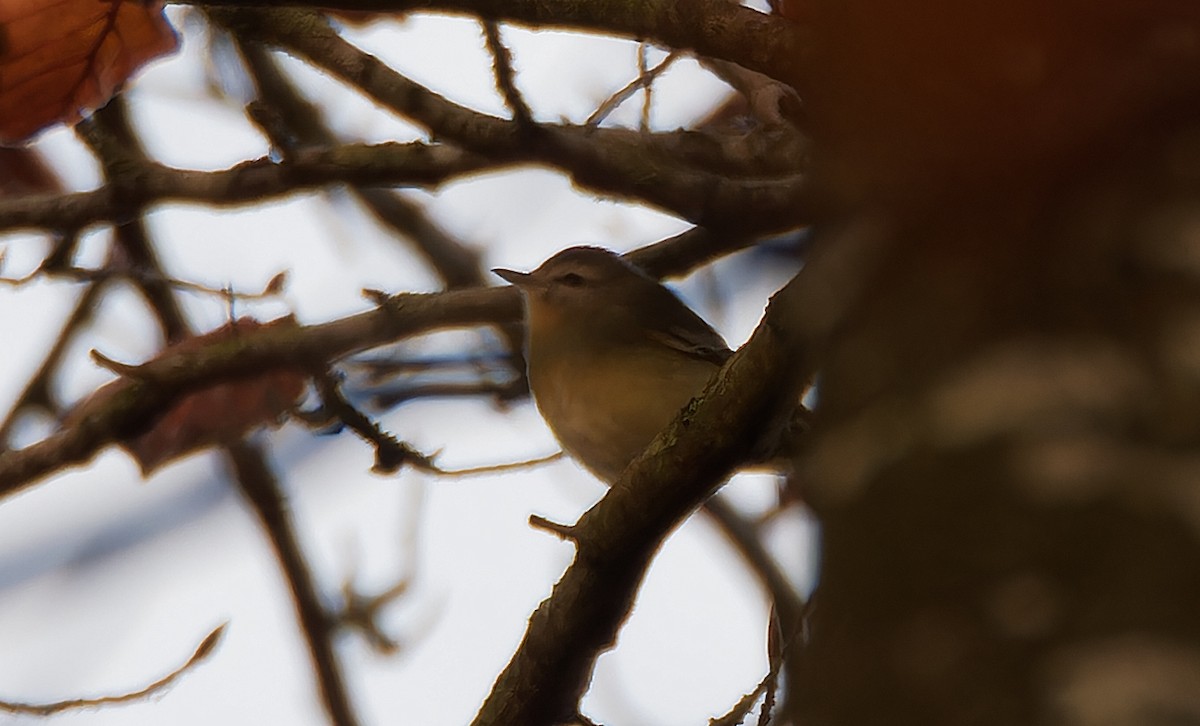Philadelphia Vireo - ML628257374