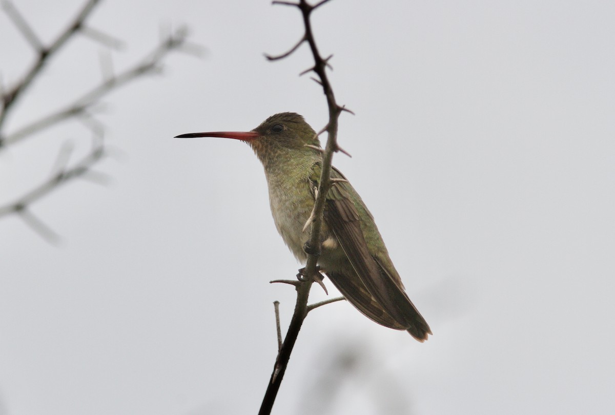 Gilded Hummingbird - ML628257443