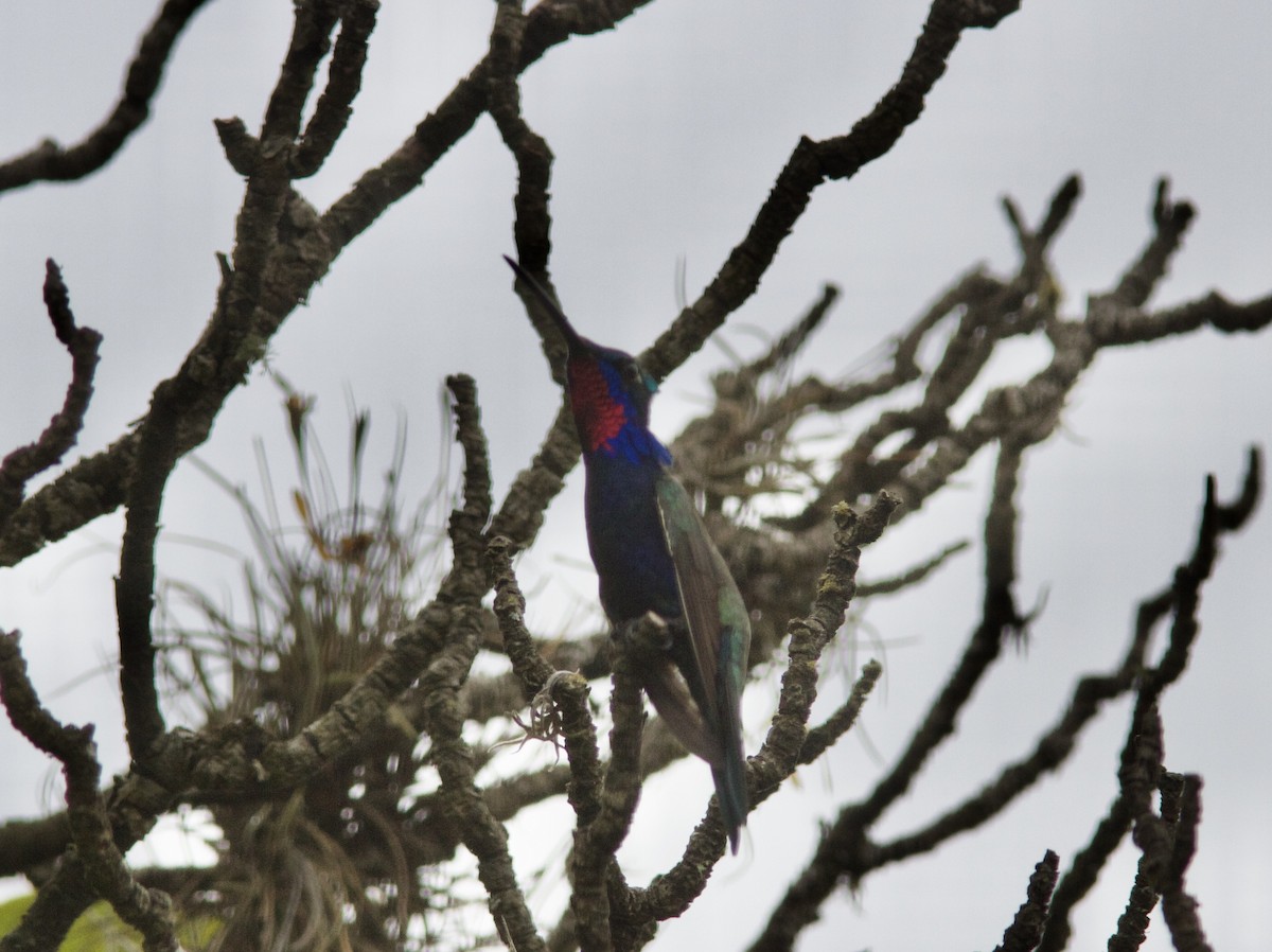 Blue-tufted Starthroat - ML628257463