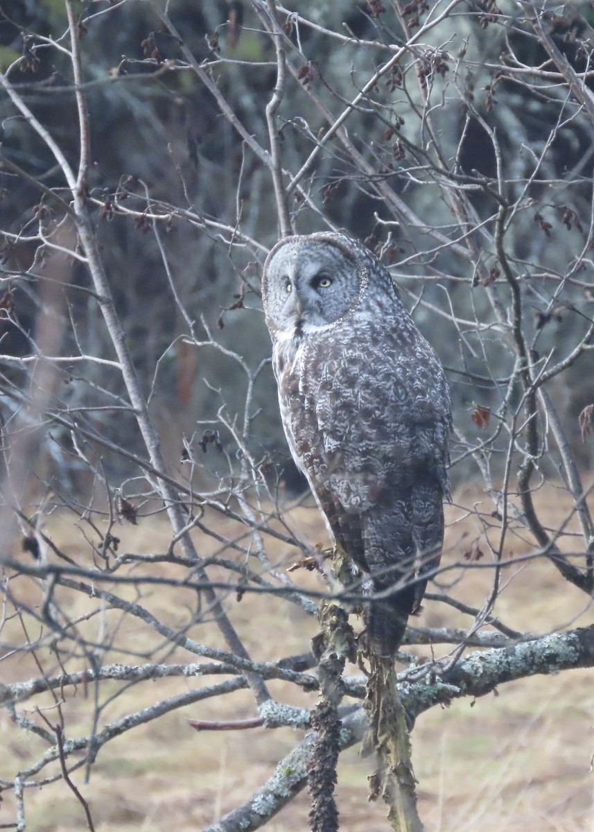 Угалзан бэгбаатар - ML628257593