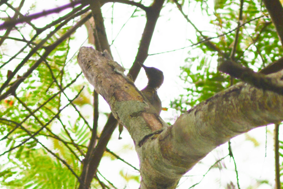 Green-backed Woodpecker (Little Green) - ML628257799