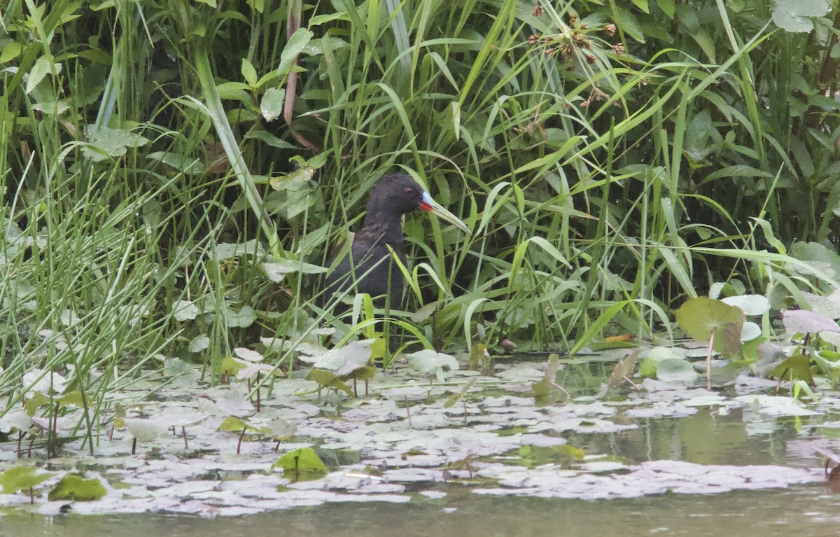 Plumbeous Rail - ML628257858