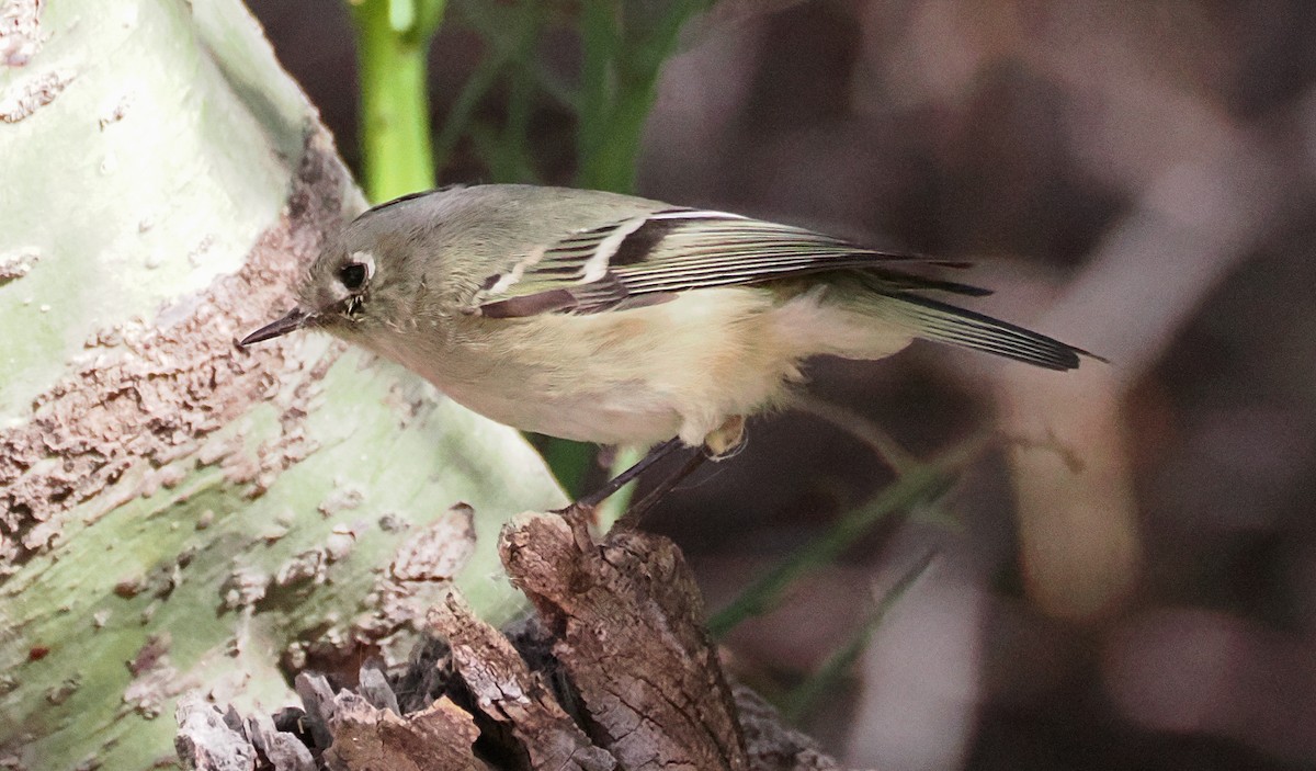 Ruby-crowned Kinglet - ML628257924