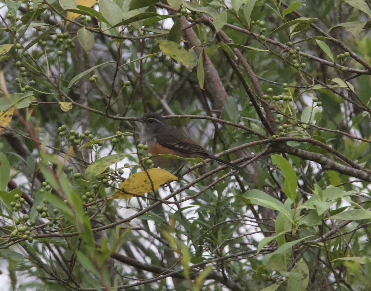 Gray-throated Warbling Finch - ML628257932