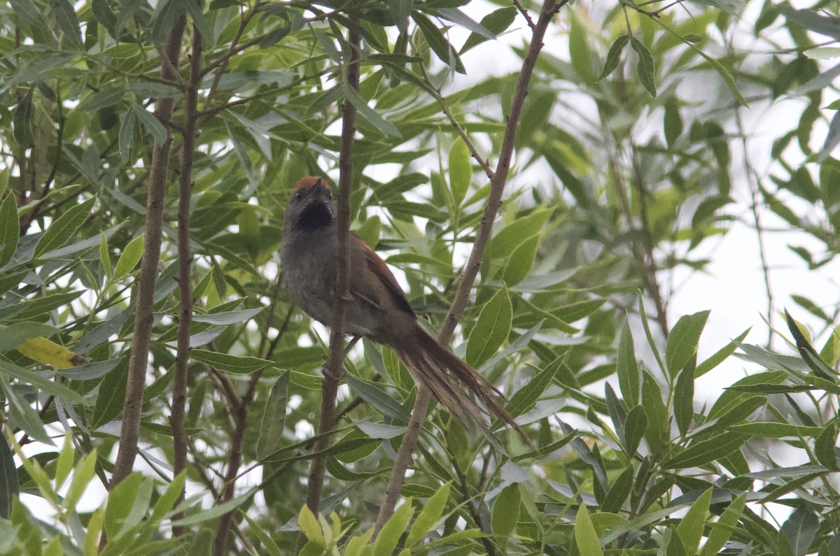 Spix's Spinetail - ML628258039