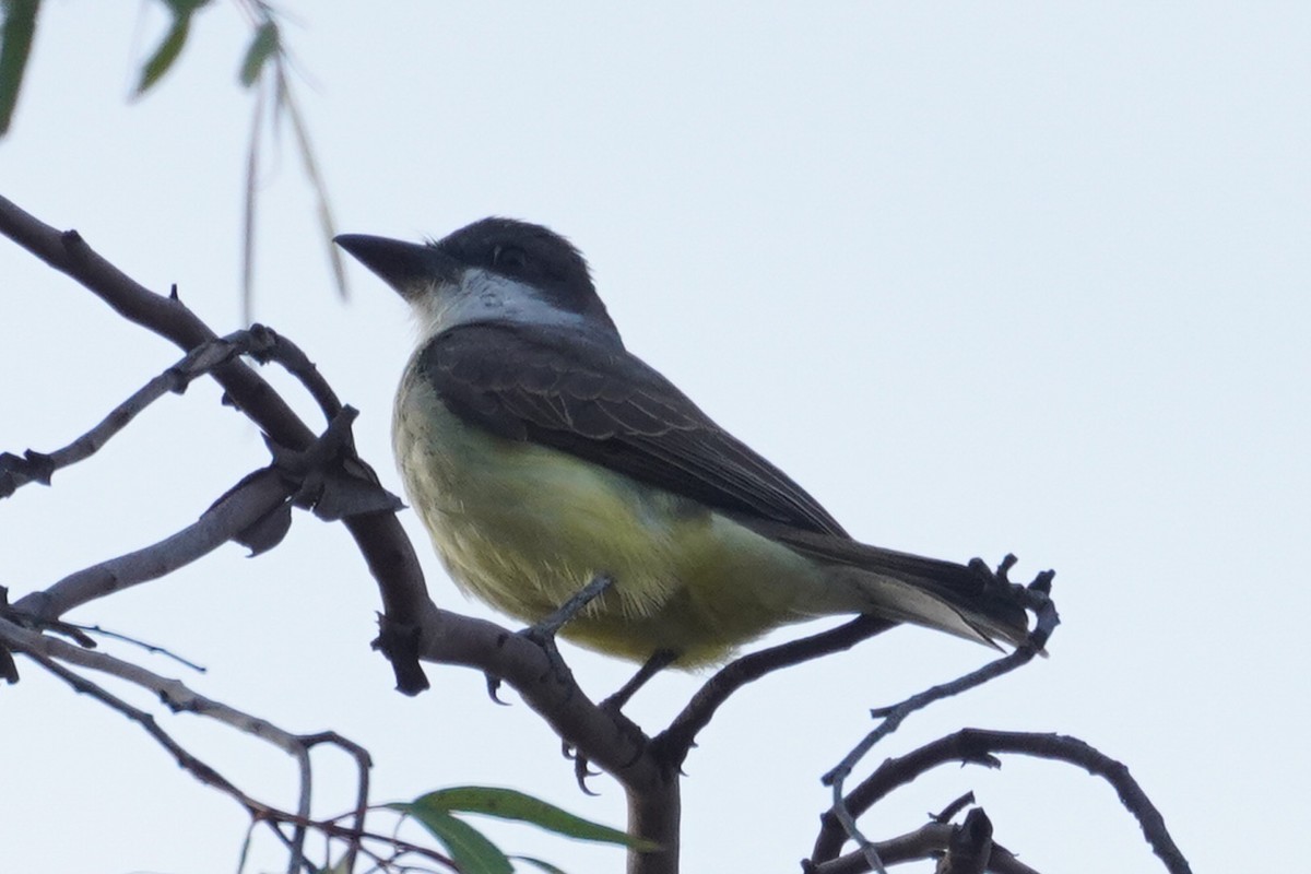 Tyran à bec épais - ML628258148