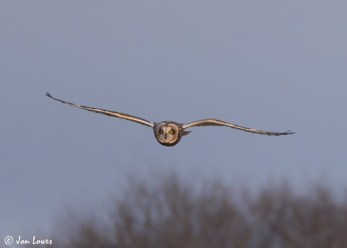 Short-eared Owl (Northern) - ML628258208