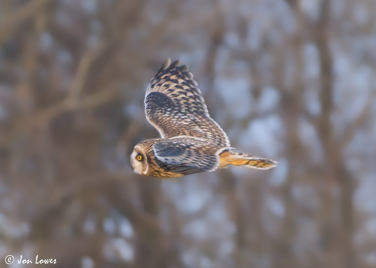 Short-eared Owl (Northern) - ML628258210