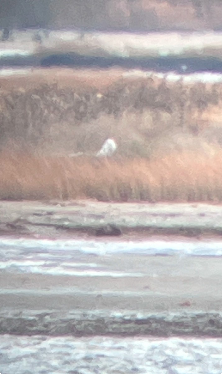 Snowy Owl - ML628258212