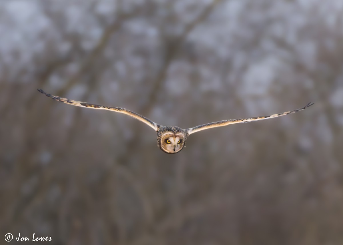 Short-eared Owl (Northern) - ML628258214