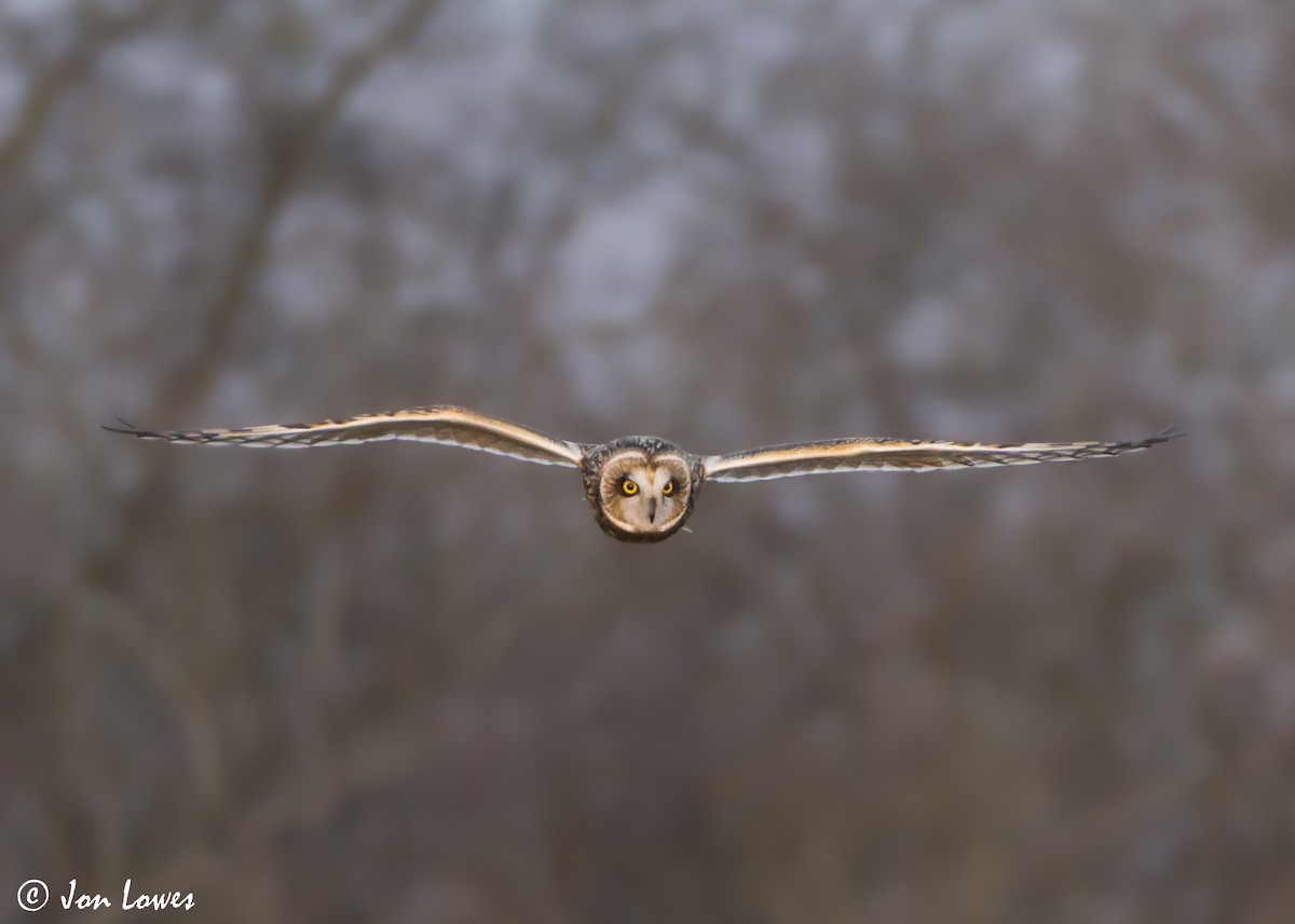 Short-eared Owl (Northern) - ML628258215