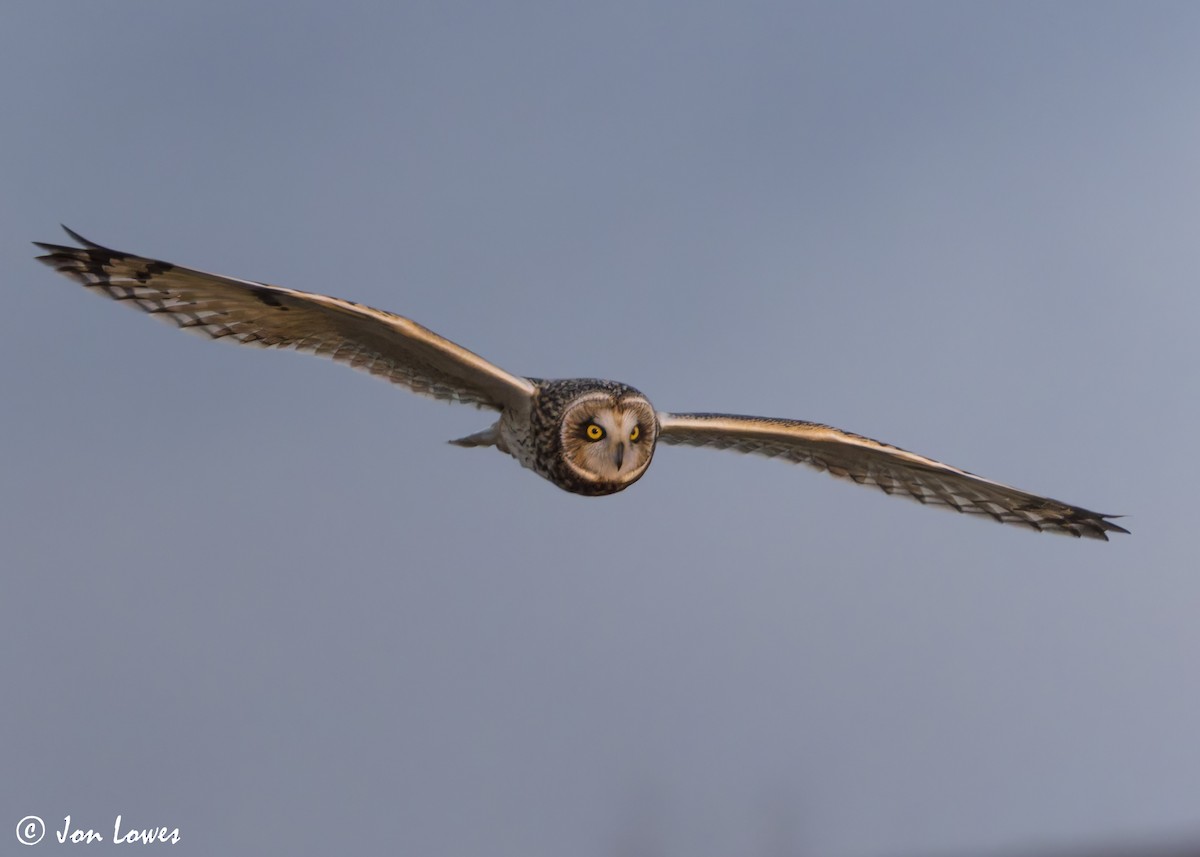 Short-eared Owl (Northern) - ML628258217