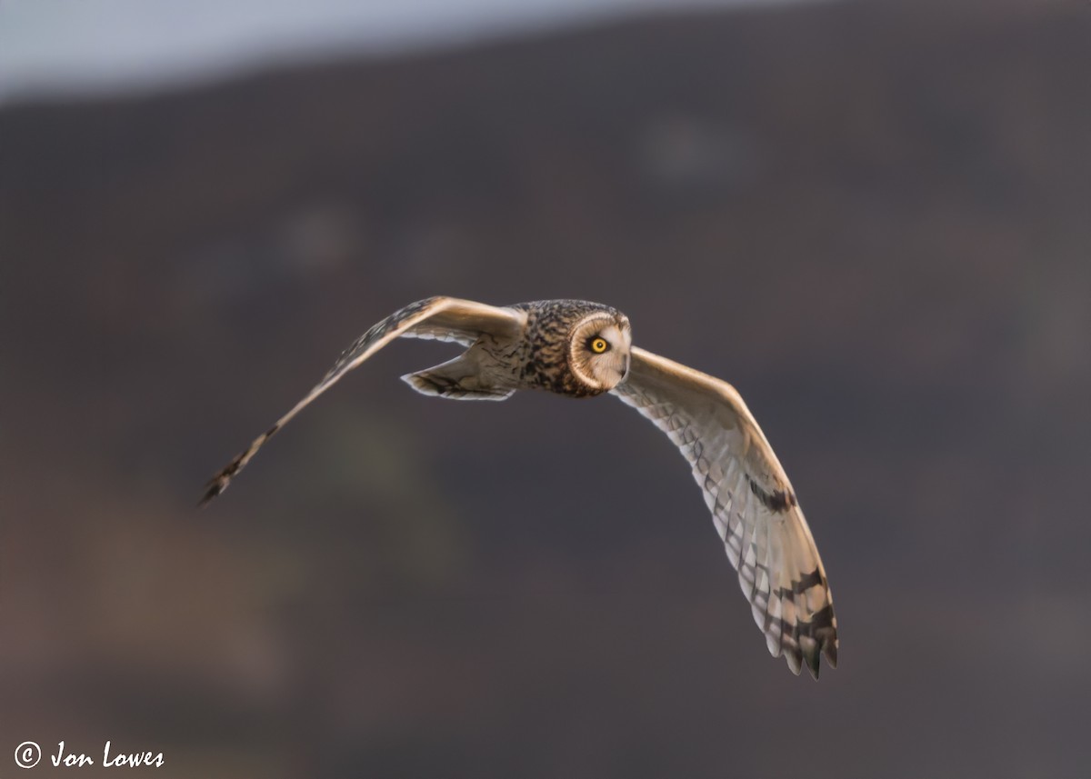 Short-eared Owl (Northern) - ML628258220