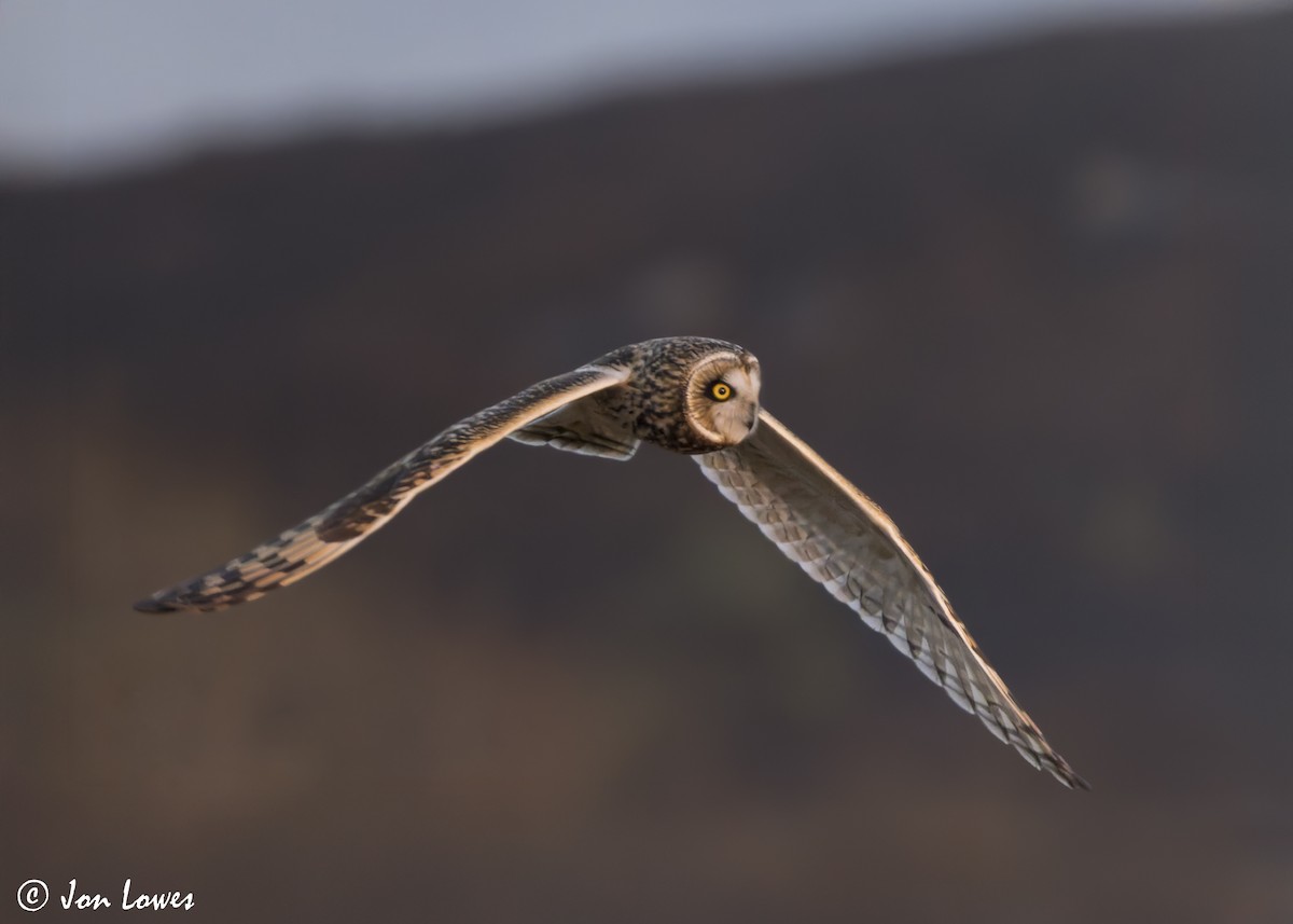 Short-eared Owl (Northern) - ML628258221