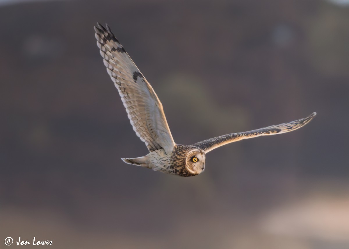 Short-eared Owl (Northern) - ML628258222