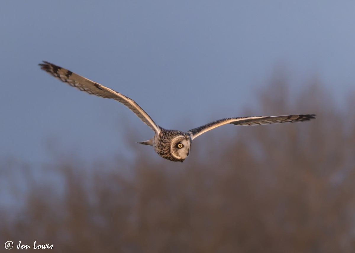 Short-eared Owl (Northern) - ML628258230
