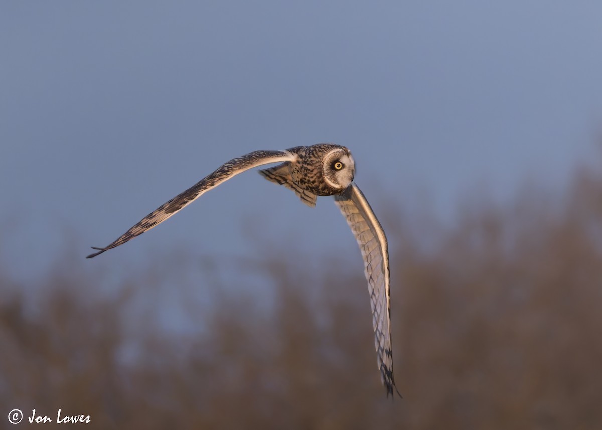 Short-eared Owl (Northern) - ML628258231