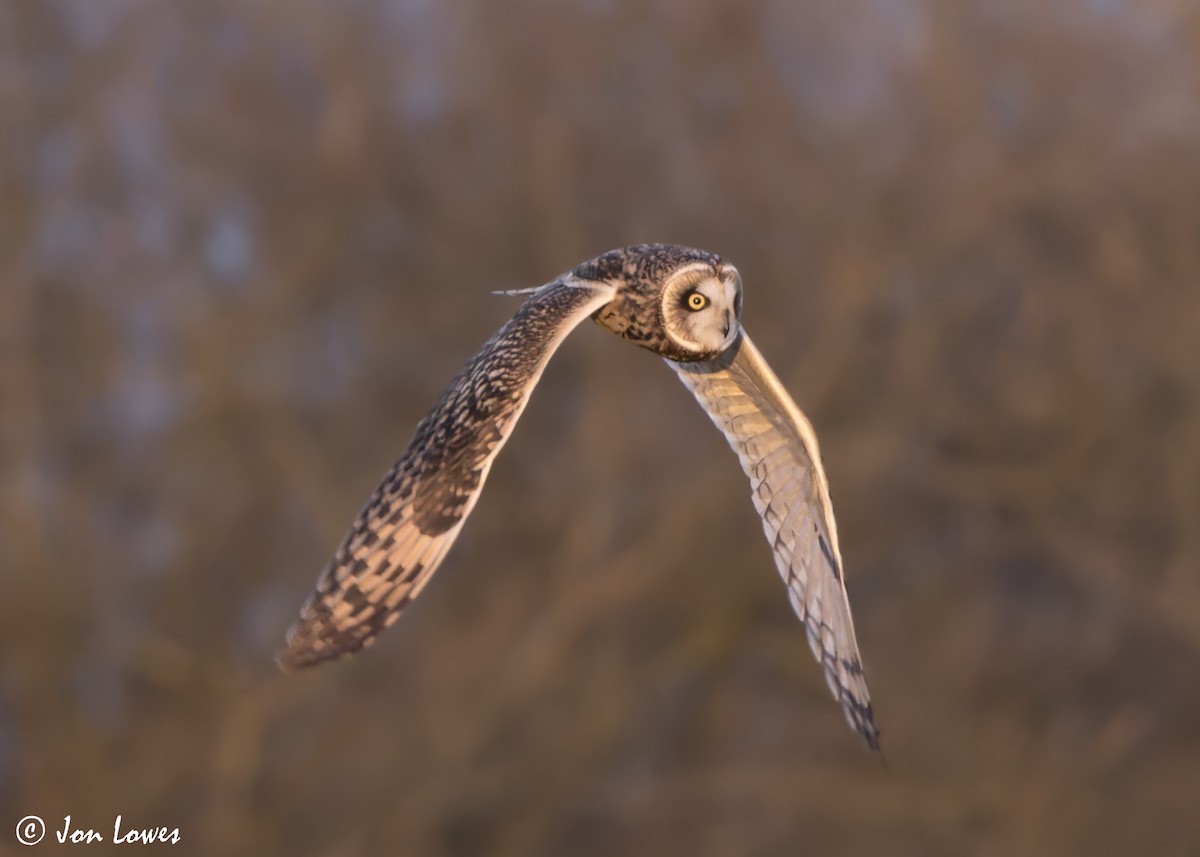 Short-eared Owl (Northern) - ML628258232